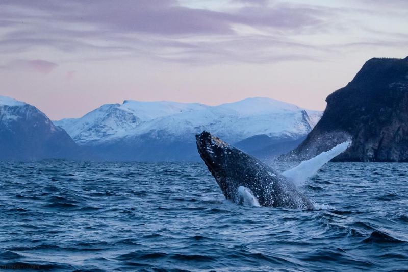 24hrs Northern Lights & Whale Watching Cruise - image 12