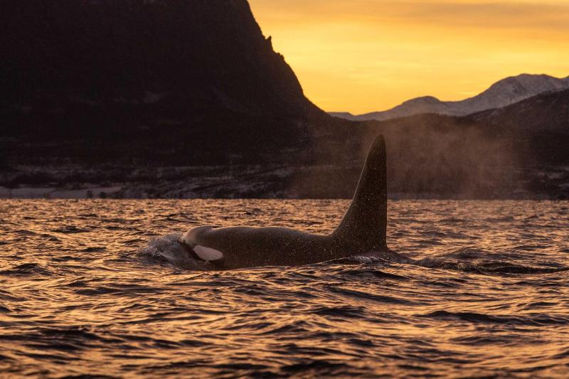 24hrs Northern Lights & Whale Watching Cruise - image 23