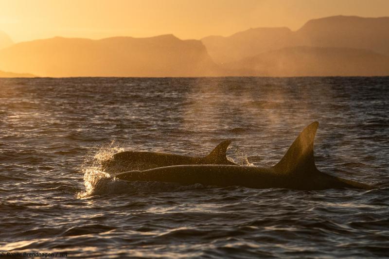 24hrs Northern Lights & Whale Watching Cruise - image 10