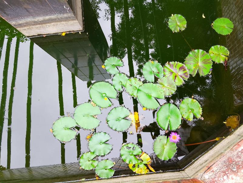Coral House - image 7