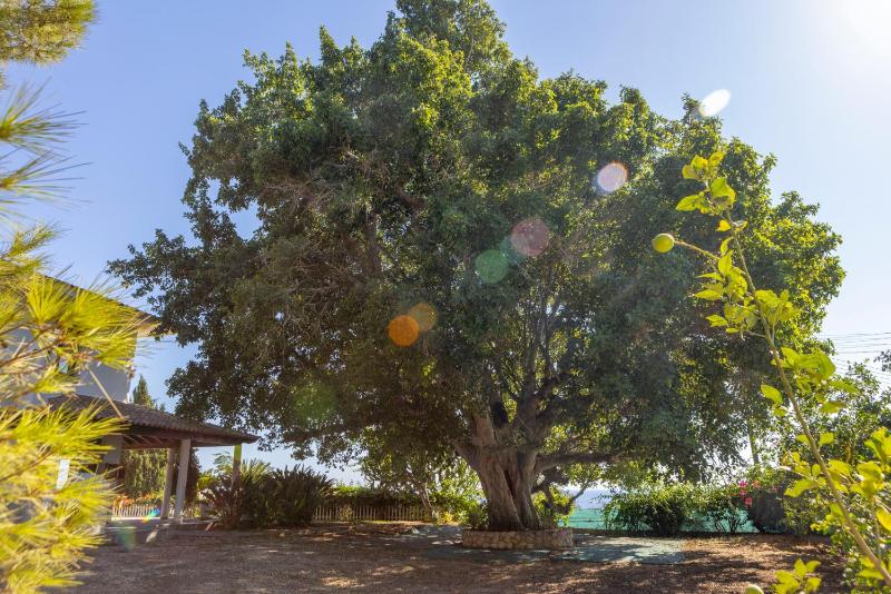 Ayia Napa Sycamore SeaView - image 8