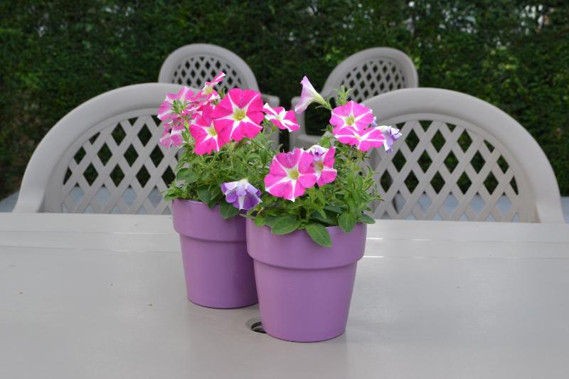 B&B Lobelia-Brugge - image 10