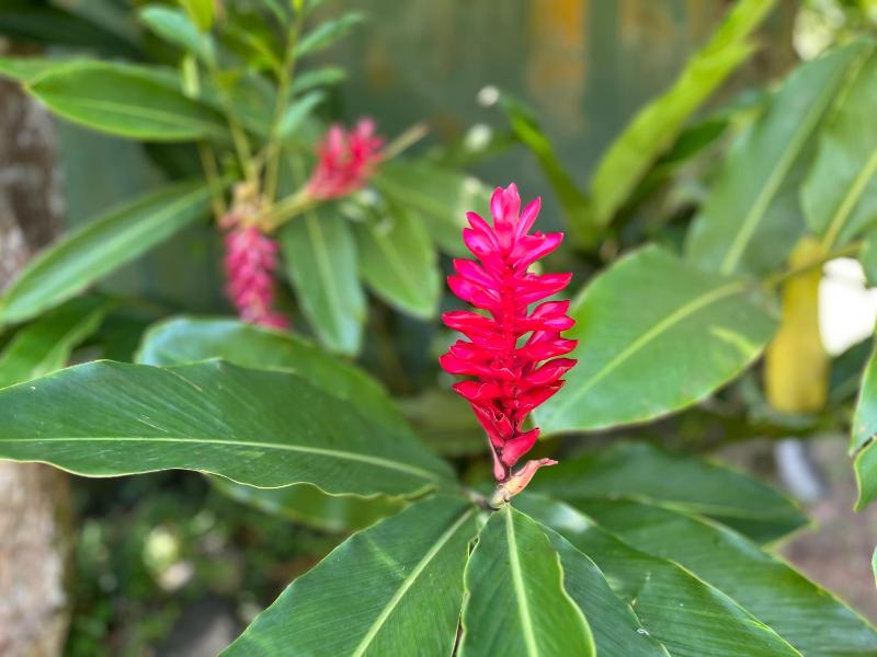 Garden Haven Hikkaduwa - image 16