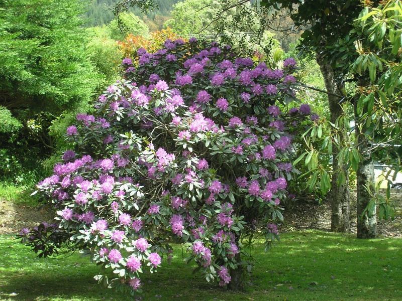Bucket Tree Lodge - image 24