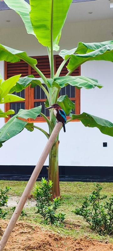 Eco Nature Mulia Private villa - image 21