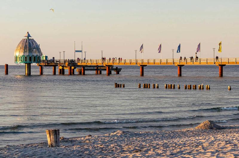 Strandrose an der Seebrücke Zingst - image 2