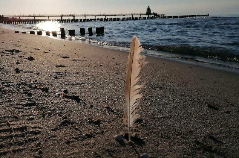 Strandrose an der Seebrücke Zingst - image 6