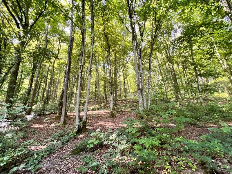 Boszicht Durbuy - image 10