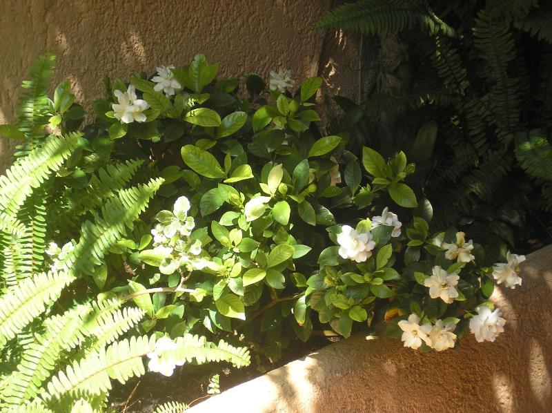 Altea Hills Villa Casablanca 23 - image 8