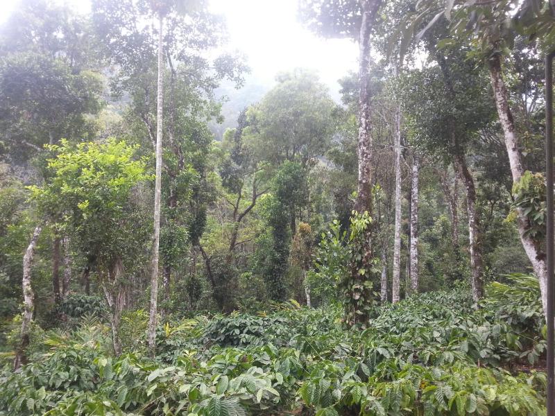 Spice Garden Farm house - image 8