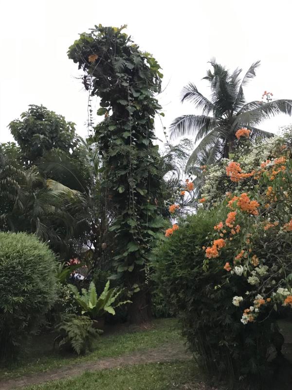 Tangalle Green House - image 22