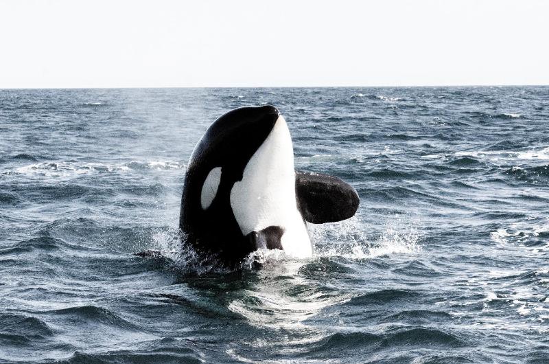 Casa 1880 - Adults Only - image 47