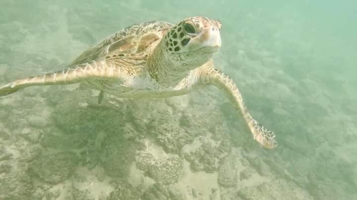 JK House Turtle Point - image 14