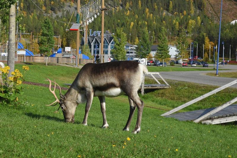 Lucky Levi Lodge Incl WiFi Sauna and outdoor jacuzzi with extra fee - image 39