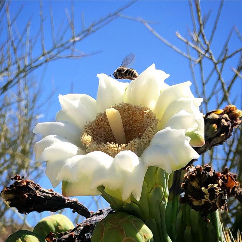 The Nest in Ventana Canyon - image 7