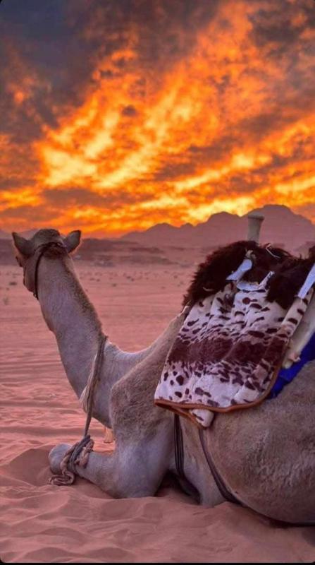Wadi Rum Desert Heart Camp - image 7