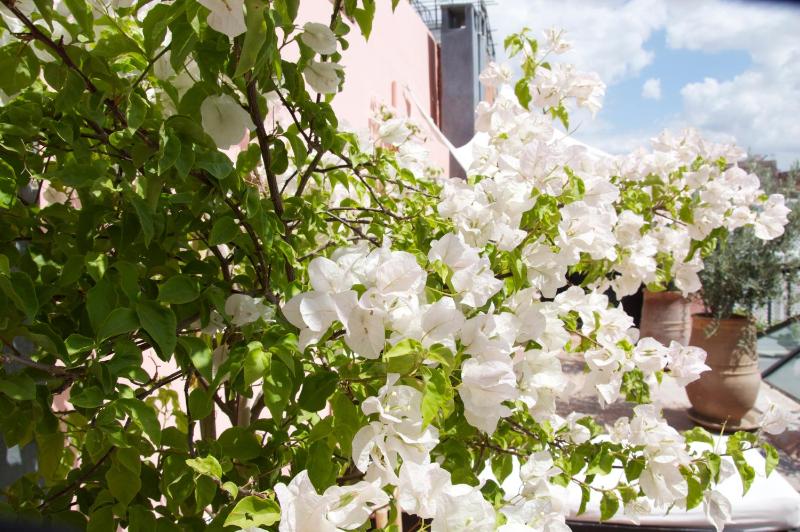 Riad Safa - image 11