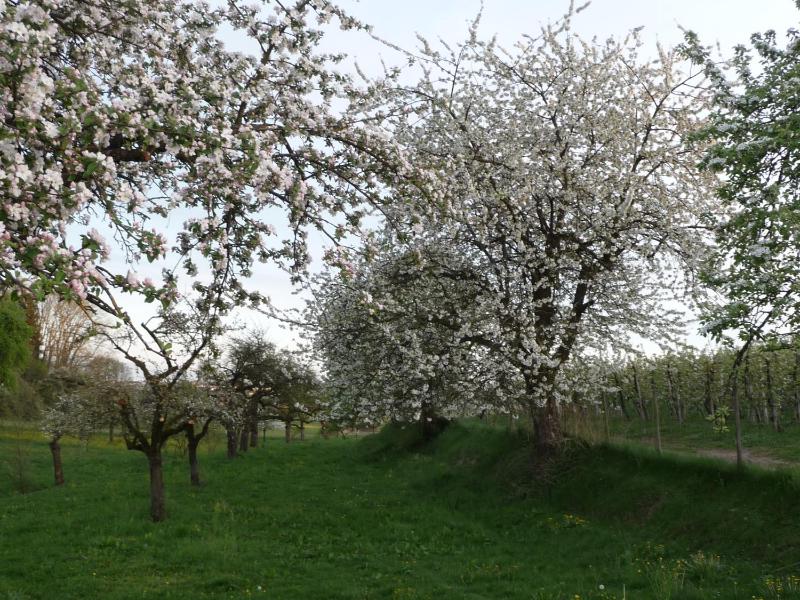 Landgut Apfelrose - image 38