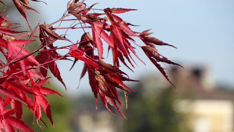 Three-Bedroom House image 3