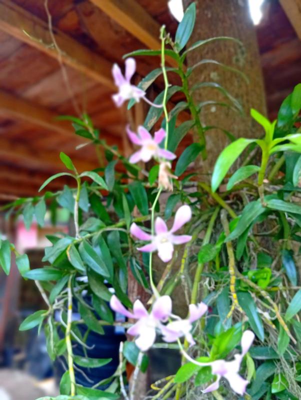 Parrot Tree House - image 13