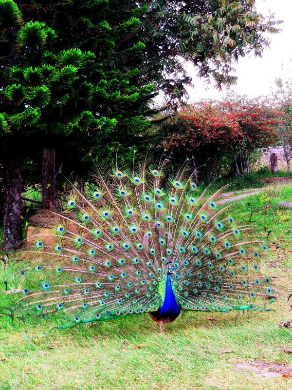 Cabaña Buenavista 3 habitaciones - image 4