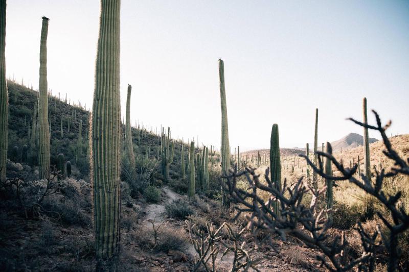 JW Marriott Tucson Starr Pass Resort & Spa - image 7
