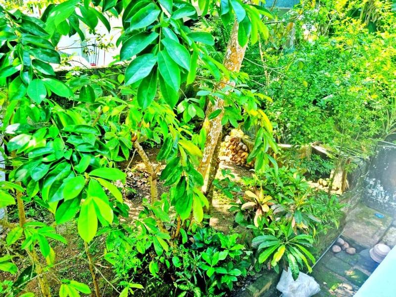 Stylish Escape House-Walk to Beach Vacation Rental Hikkaduwa - image 38