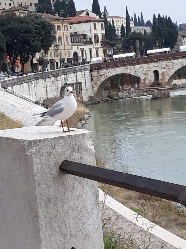 Casa Vacanza da ELENA 1 - Monolocale in prossimità del Centro Storico di Verona - image 15