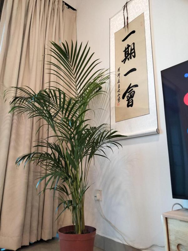 035 NO DEPO Palazio Apartment Japanese style Studio Mount Austin Wifi & Netflix - image 9