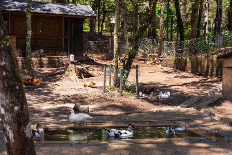 Pousada Campos dos Holandeses - Campos do Jordao - image 41