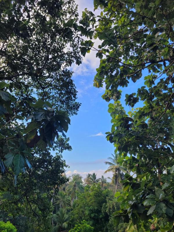 Palm & Wild Hiriketiya - image 6