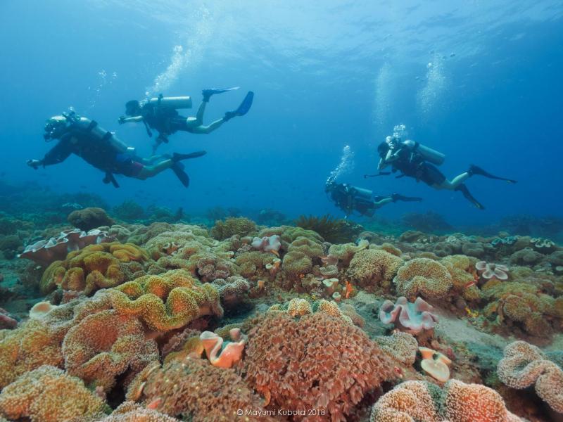 Dive Timor Guesthouse and Apartments - image 13