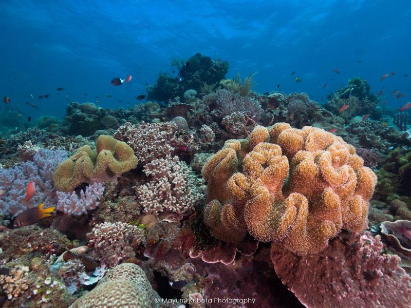 Dive Timor Guesthouse and Apartments - image 4