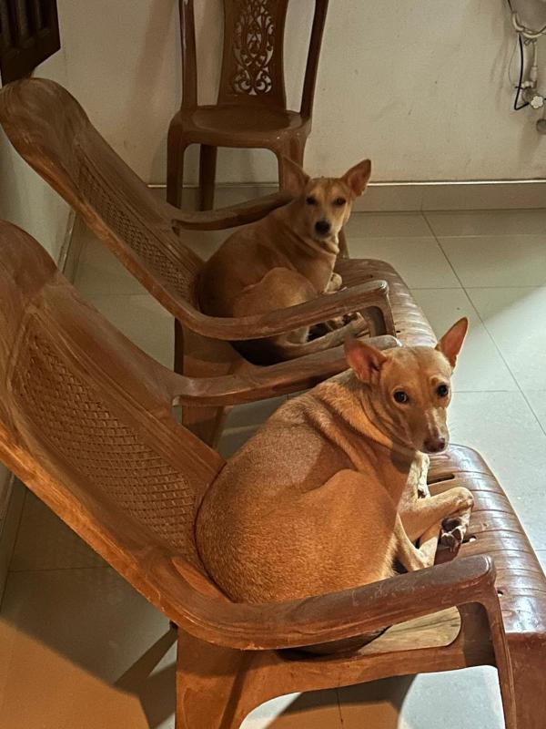 Alass ga for pets lovers - image 10