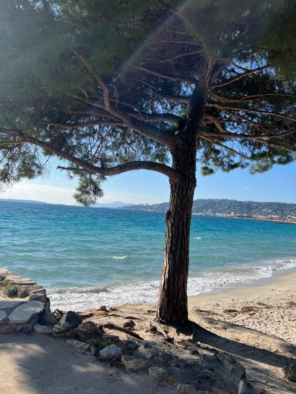 Le Jardin Secret by Golden Riviera Terrasses & accès plage - image 14