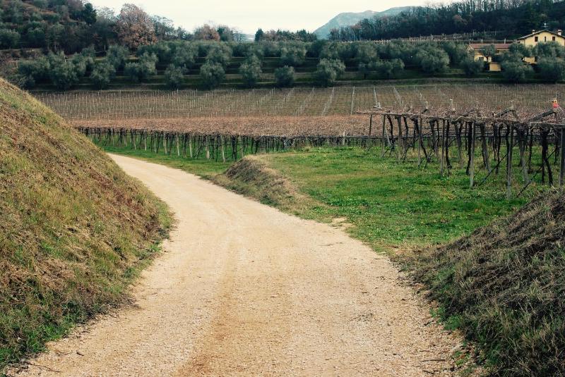 Azienda Agricola Rovertondo - image 41