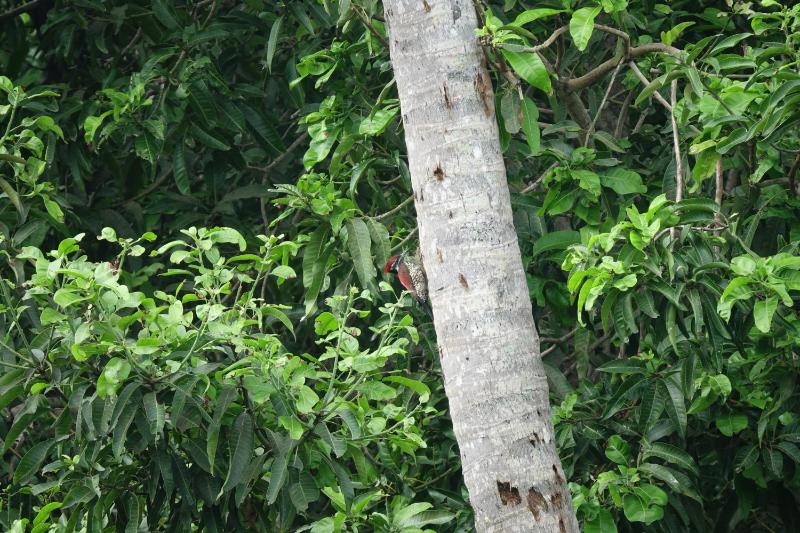 Lake & Ocean Villa ahangama - image 13