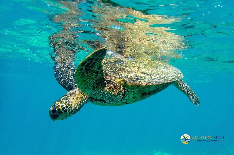 Wailea Elua Village 1201 - image 2