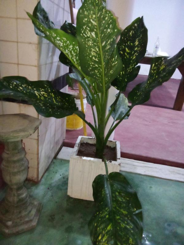 Hansaj Resort - image 21