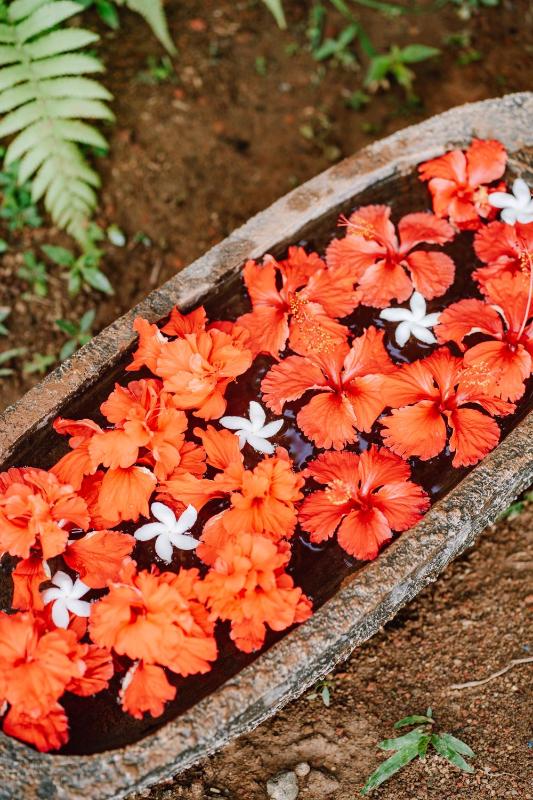 Rose Blossom Ayurvedic Spa & Guesthouse Mirissa - image 6