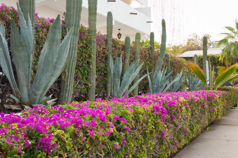 Hotel Hacienda Bugambilias La Paz - image 13