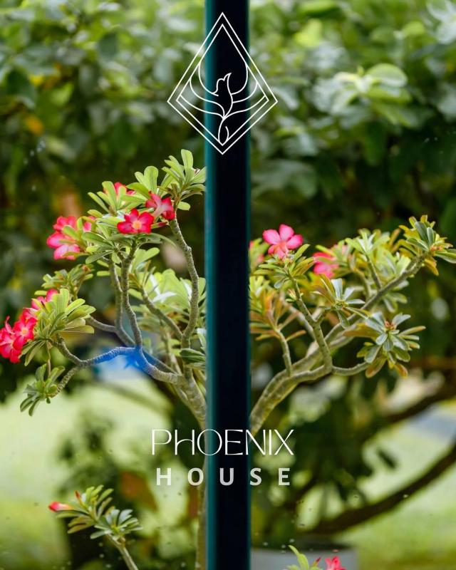 Phoenix house ahangama - image 6