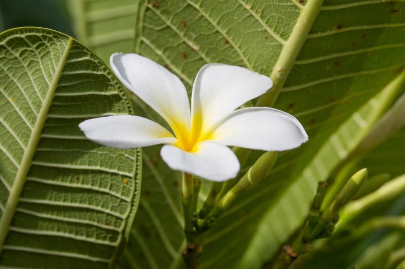 Fiji Gateway Hotel - image 10