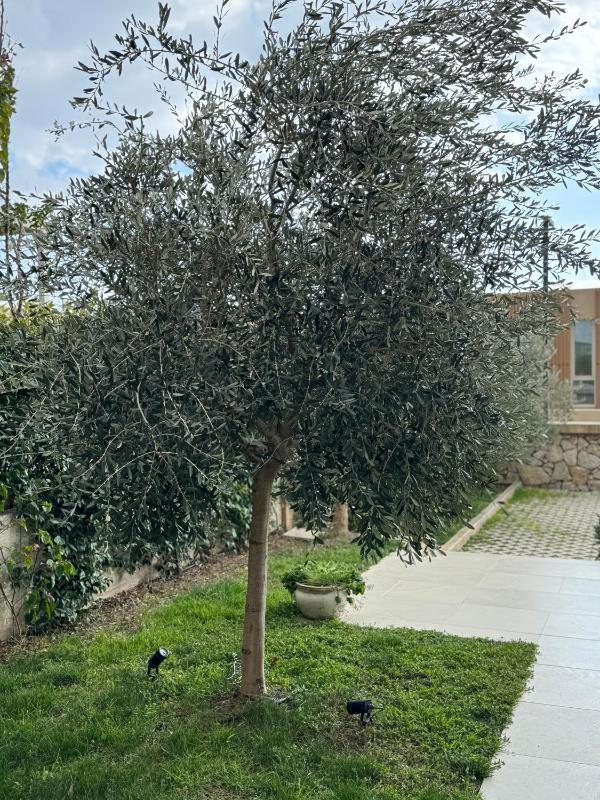The Olive Retreat Villa Green Coast - image 13