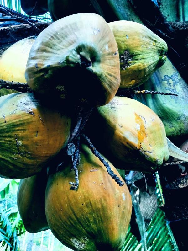 Mountain Shack Homestay - image 12