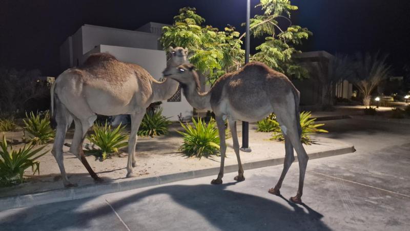 Hawana Salalah Poolside Apartment - image 39