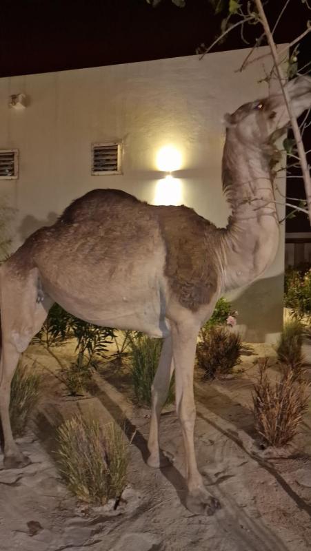Hawana Salalah Poolside Apartment - image 5