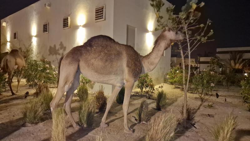 Hawana Salalah Poolside Apartment - image 20