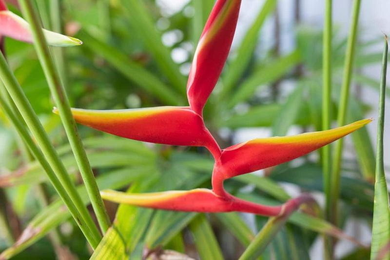 Gorgeous 2 Bed Pool Villa Walk to Seminyak Beach - image 4