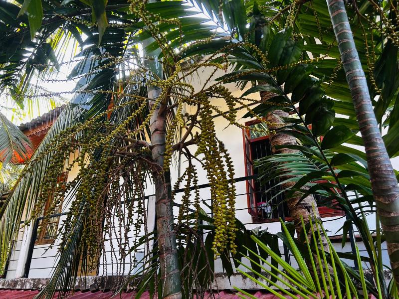 Pearl Bungalow Trincomalee - image 36